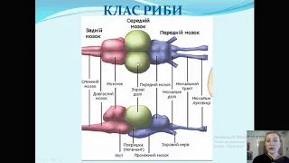 ЕВОЛЮЦІЯ НЕРВОВОЇ СИСТЕМИ ТВАРИН