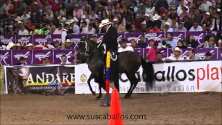 Gran Campeonato Yeguas Paso fino Nacional  2016