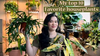 My top 10 favorite houseplants at the moment