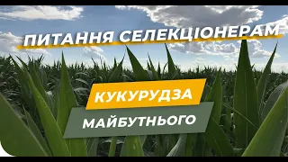 📍ТРЕНДИ вирощування 🌽 кукурудзи 2020 в Україні