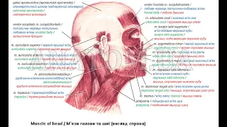 124.   М'язи і фасції голови - AnatomUa_AUDIO