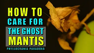 How to keep Ghost mantis, Top 5  beginner species part 1