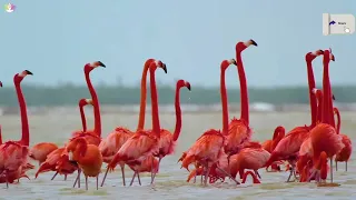 The Flight of Life A Birds Story 8K Ultra HD birds wildlife