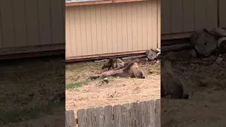 Moose Gives Birth in Alaskan Backyard || ViralHog