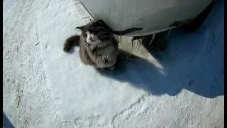 Смешное видео про котов  Кот Филимон вышел погулять под весенним солнышком
