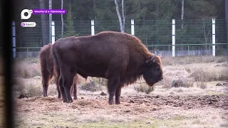 Weekend в Белоруссии. Минск и Брест глазами приморцев