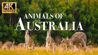 Australia animals 4k - Wonderful wildlife movie with soothing music