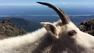 Mountain goat greets me up at the summit of Mt. Ellinor in Washington.