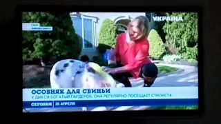 свинка танцует