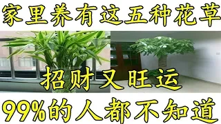 家里养有这五种花草，招财又旺运，99%的人都不知道！