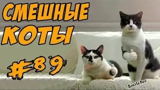 Смешные коты и котики, приколы про котов до слез – Смешные кошки  2019 – Funny Cats