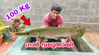 100 KG യുടെ Alligator Gar...‼️ മുതല കുഞ്ഞ് വളർന്നു...🐋