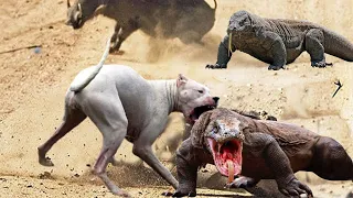 Most incredible ! Compare Komodo Dragon Strength vs Dog | Who Will Win The Fight | Wildlife 2021