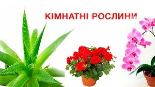 Кімнатні рослини (презентація для діток)