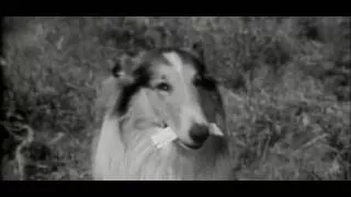 Lassie S01 E25 - Snake