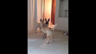 Dogs dancing tango ... Very funny :-D