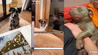 Dogs doing dog things part 9