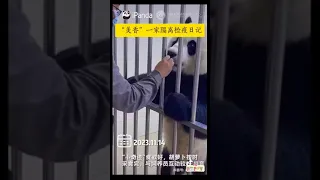 Giant Panda Mei Xiang Tian Tian and Xiao Qi Ji Latest Nov 16