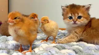 So cute funny! 🐥😻 The process of kittens and chickens making friends. Video of chickens and kittens