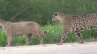 Jaguars of Pantanal