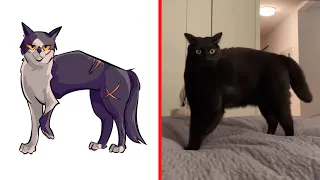 When your Cat looks like a Warrior Cat | Cat Memes