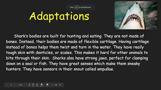 Shark Animal Research Project Review and Example