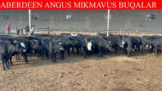 Aberdeen ANGUS MIKMAVUS BUQALAR KELDI SHOSHLING