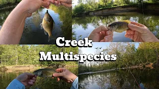 Multi Species Creek Fishing
