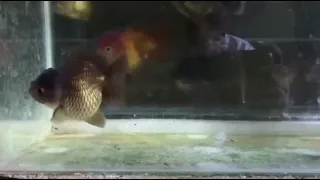 Bronze to Panda Oranda Goldfish