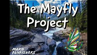 Jess Westbrook - The Mayfly Project