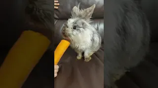 Песня Кролика о морковке