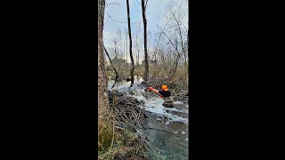 BEAVER DAM REMOVAL In One Minute! Muddy Beaver Dam 2.0! #shorts