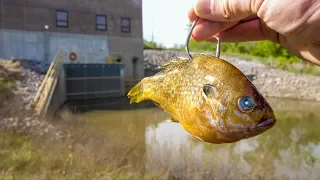 I Caught the Flooded SPILLWAY MONSTER!!! (NEW PB!)