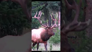 Huge Elk Bull Bugles after Battle During the Rut