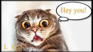 Funny cats talking like humans  Very Funny Cats  TRY NOT TO LAUGH  LOF