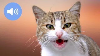 🦊 CATS MEOWING - Make Your Cat or Dog Go Crazy! - Sound Effect