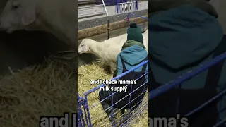 #shorts | Mama needs HELP... this lamb is STUCK!!