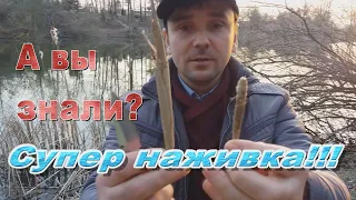 Супер наживка живет прямо на берегу