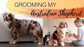 GROOMING MY DOG | Australian Shepherd |