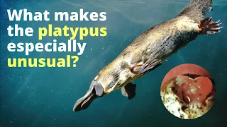 Platypus Evolution In a Nutshell