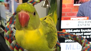 Cute baby parrot asking owner to be picked up “so adorable”.