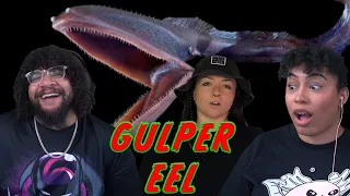 Gulper Eel: Cute Or Terrifying?!? | Lindsay Nikole Reaction