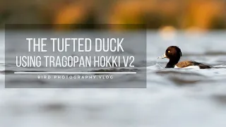 Photographing THE TUFTED DUCK | Bird photographing, Vlog, Photoblind