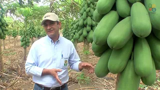 INFORME TÉCNICO - CULTIVO DE PAPAYA HIBRIDA PASSION RED