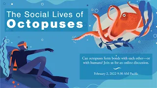 The Social Lives of Octopuses