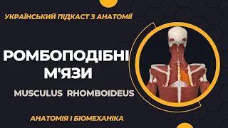 Ромбоподібний м'яз. Анатомія у 3D.