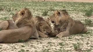 Tortoise vs. Lion