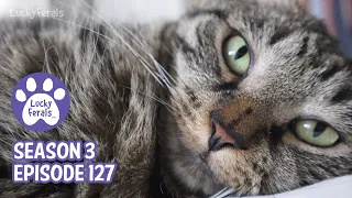 A Fallen Tree, Mail Time, Skinny Ditto - S3 E127 Cat Vlog