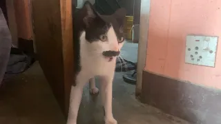A cat is crying for help at entrance of door