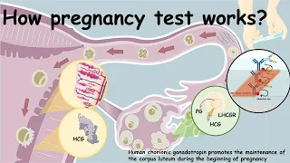 How Pregnancy test works? (antigen -antibody interaction : Immunology)